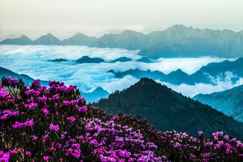 春雨直播app